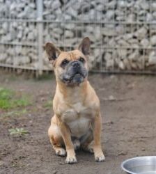 Charly – Frz. Bulldogg-Mix, Männchen, 10 Jahre 6 Monate, 13057 Berlin – Foto 3