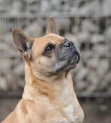 Charly – Frz. Bulldogg-Mix, Männchen, 10 Jahre 6 Monate, 13057 Berlin – Foto 4