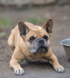 Charly – Frz. Bulldogg-Mix, Männchen, 10 Jahre 6 Monate, 13057 Berlin – Foto 5