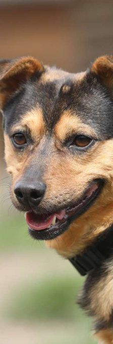 Knolle – Terrier-Mix, Männchen, 5 Jahre, 13057 Berlin – Foto 1