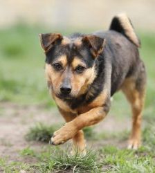 Knolle – Terrier-Mix, Männchen, 5 Jahre, 13057 Berlin – Foto 2