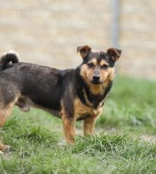 Knolle – Terrier-Mix, Männchen, 5 Jahre, 13057 Berlin – Foto 3