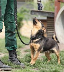 Knolle – Terrier-Mix, Männchen, 5 Jahre, 13057 Berlin – Foto 4