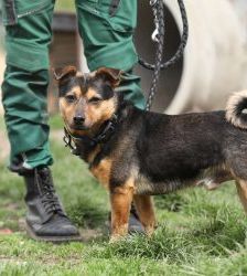 Knolle – Terrier-Mix, Männchen, 5 Jahre, 13057 Berlin – Foto 5