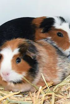 Balu – Glatthaar-Meerschweinchen mit Krönchen (crested), Männchen, Alter unbekannt, 90537 Feucht – Foto 1