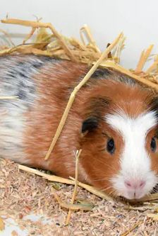 Balu – Glatthaar-Meerschweinchen mit Krönchen (crested), Männchen, Alter unbekannt, 90537 Feucht – Foto 2