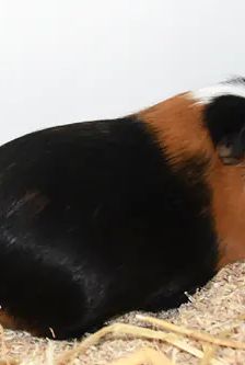 Balu – Glatthaar-Meerschweinchen mit Krönchen (crested), Männchen, Alter unbekannt, 90537 Feucht – Foto 3