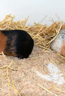 Balu – Glatthaar-Meerschweinchen mit Krönchen (crested), Männchen, Alter unbekannt, 90537 Feucht – Foto 4