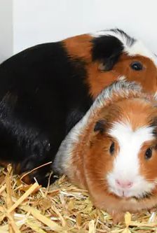 Balu – Glatthaar-Meerschweinchen mit Krönchen (crested), Männchen, Alter unbekannt, 90537 Feucht – Foto 5