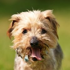 Felix – Yorki, Männchen, 15 Jahre 10 Monate, 90537 Feucht – Foto 1