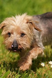Felix – Yorki, Männchen, 15 Jahre 10 Monate, 90537 Feucht – Foto 2