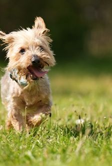 Felix – Yorki, Männchen, 15 Jahre 10 Monate, 90537 Feucht – Foto 3
