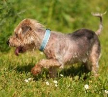 Felix – Yorki, Männchen, 15 Jahre 10 Monate, 90537 Feucht – Foto 4