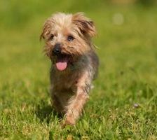 Felix – Yorki, Männchen, 15 Jahre 10 Monate, 90537 Feucht – Foto 5