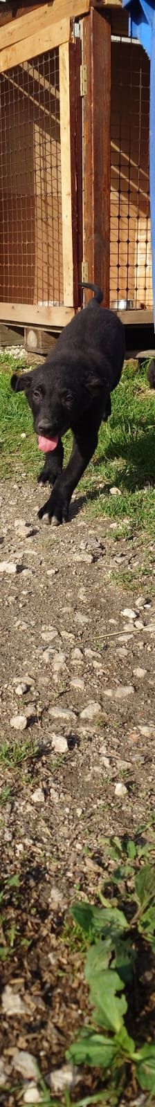 Pablo – Mischling, Männchen, Alter unbekannt, Nordic Strays e.V. – Foto 1