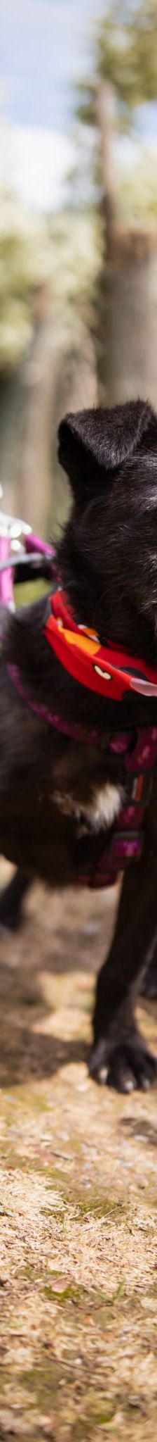 Pablo – Mischling, Männchen, Alter unbekannt, Nordic Strays e.V. – Foto 2