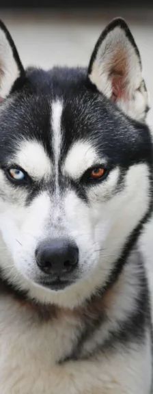 Kolja – Husky-Mix, Männchen, 2 Jahre 3 Monate, 13057 Berlin – Foto 1