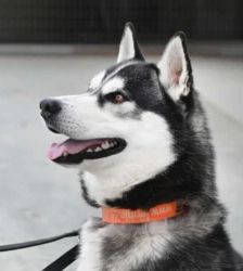 Kolja – Husky-Mix, Männchen, 2 Jahre 3 Monate, 13057 Berlin – Foto 2