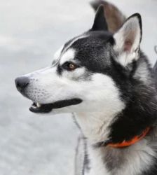 Kolja – Husky-Mix, Männchen, 2 Jahre 3 Monate, 13057 Berlin – Foto 3