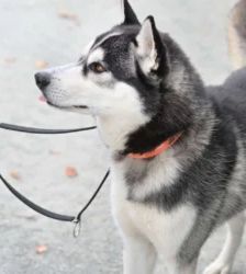 Kolja – Husky-Mix, Männchen, 2 Jahre 3 Monate, 13057 Berlin – Foto 4