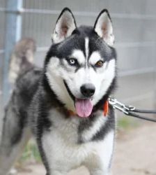 Kolja – Husky-Mix, Männchen, 2 Jahre 3 Monate, 13057 Berlin – Foto 5