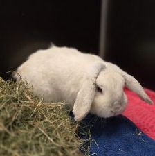 Flöckchen – Widder, Weibchen, Alter unbekannt, 97525 Schwebheim – Foto 1