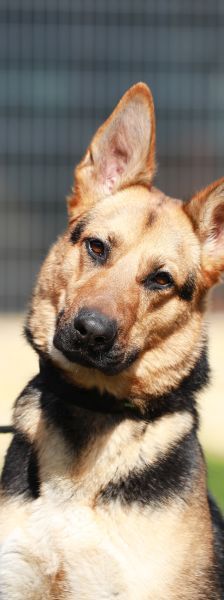 Claire – Schäferhund-Mix, Weibchen, 6 Jahre 10 Monate, 13057 Berlin – Foto 1