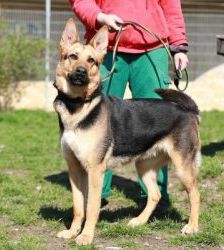 Claire – Schäferhund-Mix, Weibchen, 6 Jahre 10 Monate, 13057 Berlin – Foto 2