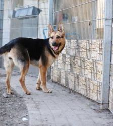 Claire – Schäferhund-Mix, Weibchen, 6 Jahre 10 Monate, 13057 Berlin – Foto 11