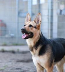 Claire – Schäferhund-Mix, Weibchen, 6 Jahre 10 Monate, 13057 Berlin – Foto 12