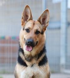 Claire – Schäferhund-Mix, Weibchen, 6 Jahre 10 Monate, 13057 Berlin – Foto 4