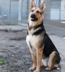 Claire – Schäferhund-Mix, Weibchen, 6 Jahre 10 Monate, 13057 Berlin – Foto 5