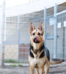 Claire – Schäferhund-Mix, Weibchen, 6 Jahre 10 Monate, 13057 Berlin – Foto 6