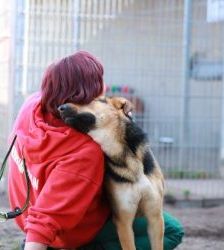Claire – Schäferhund-Mix, Weibchen, 6 Jahre 10 Monate, 13057 Berlin – Foto 7