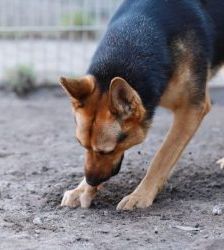 Claire – Schäferhund-Mix, Weibchen, 6 Jahre 10 Monate, 13057 Berlin – Foto 8