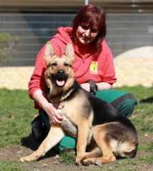 Claire – Schäferhund-Mix, Weibchen, 6 Jahre 10 Monate, 13057 Berlin – Foto 9