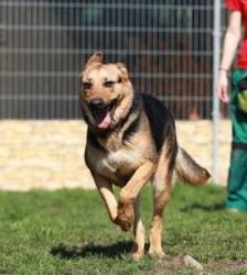 Claire – Schäferhund-Mix, Weibchen, 6 Jahre 10 Monate, 13057 Berlin – Foto 10