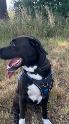 Pablo – Labrador-Mix, Männchen, Alter unbekannt, 39576 Stendal – Foto 1