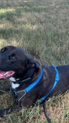 Pablo – Labrador-Mix, Männchen, Alter unbekannt, 39576 Stendal – Foto 2