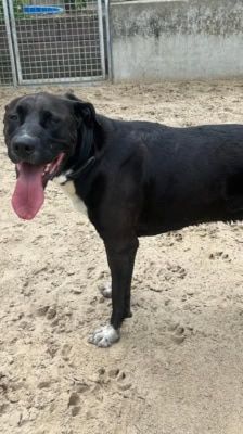 Pablo – Labrador-Mix, Männchen, Alter unbekannt, 39576 Stendal – Foto 3