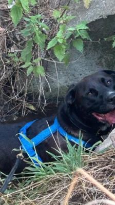 Pablo – Labrador-Mix, Männchen, Alter unbekannt, 39576 Stendal – Foto 4