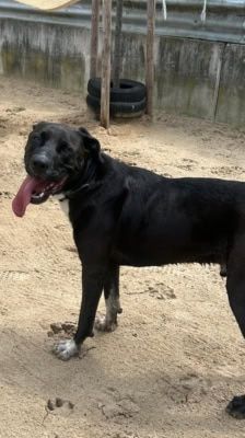 Pablo – Labrador-Mix, Männchen, Alter unbekannt, 39576 Stendal – Foto 5