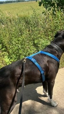 Pablo – Labrador-Mix, Männchen, Alter unbekannt, 39576 Stendal – Foto 6