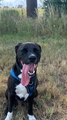 Pablo – Labrador-Mix, Männchen, Alter unbekannt, 39576 Stendal – Foto 7