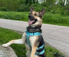Pablo – Labrador-Mix, Männchen, Alter unbekannt, 39576 Stendal – Foto 8