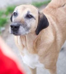 Sansa – Schäferhund-Mix, Weibchen, 109 Monate, 13057 Berlin – Foto 2