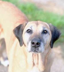 Sansa – Schäferhund-Mix, Weibchen, 109 Monate, 13057 Berlin – Foto 3