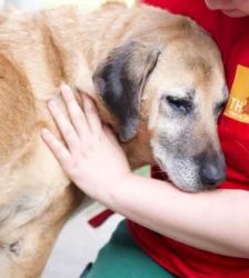 Sansa – Schäferhund-Mix, Weibchen, 109 Monate, 13057 Berlin – Foto 4