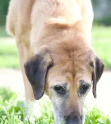 Sansa – Schäferhund-Mix, Weibchen, 109 Monate, 13057 Berlin – Foto 5