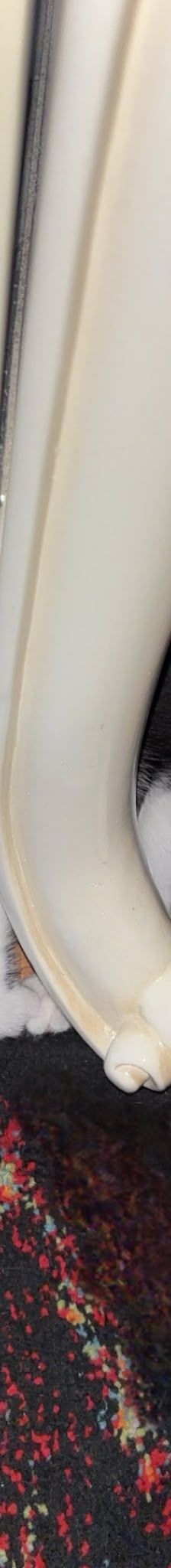 Babykatze – Katze, Unbekannt, Alter unbekannt – Foto 1